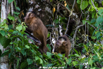 Brown capuchin_5964
