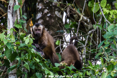 Brown capuchin_5968