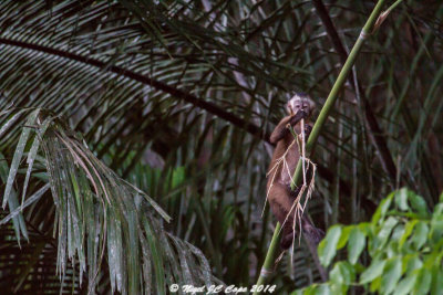 Brown capuchin_5999