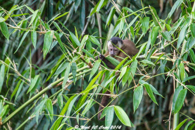 Brown capuchin_6006