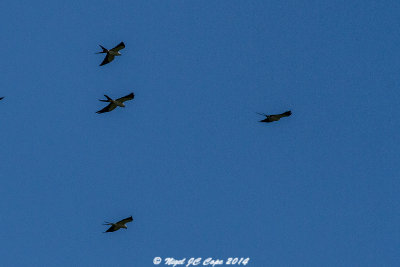 Swallow-tailed kites_6169