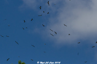 Swallow-tailed kites_6173