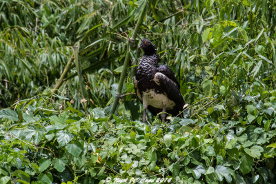 Crested Screamer_6196