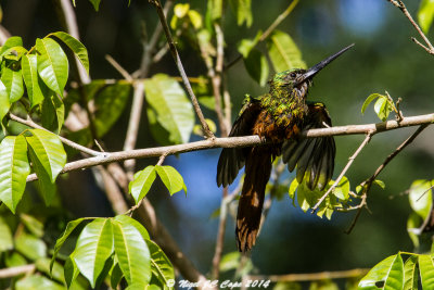 Bluish-fronted Jacamar_6213