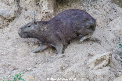 Capybara_6304