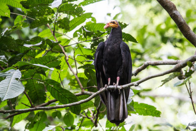 Yellow headed vulture 6471
