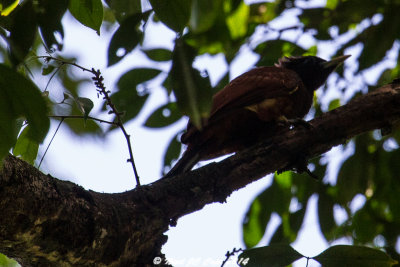 Chestnut woodpecker_6510