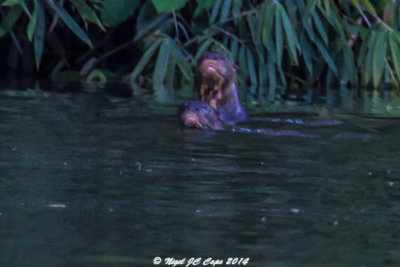 Giant River Otter_5766