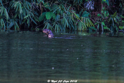 Giant River Otter_5767