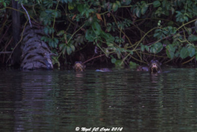 Giant River Otter_5792