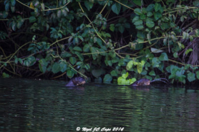 Giant River Otter_5797