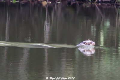 Giant River Otter_5868