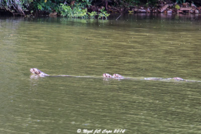 Giant River Otter_6522