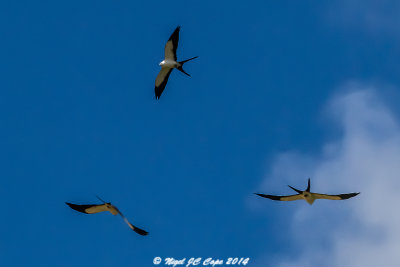 Swallowtiled kites_6151