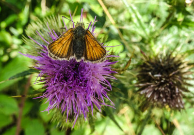 Small skipper 832.jpg