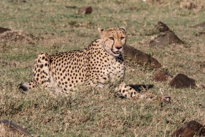 Cheetah 754