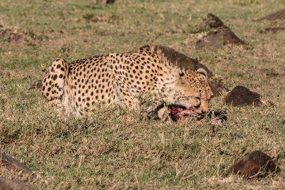 Cheetah 764