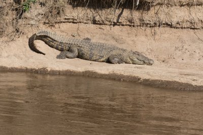 Crocodile 6163