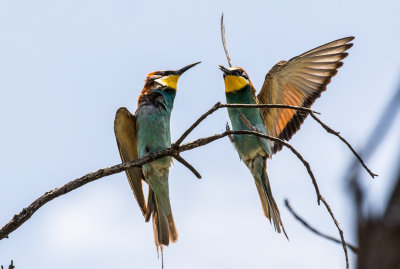 European Bee-eater 6901