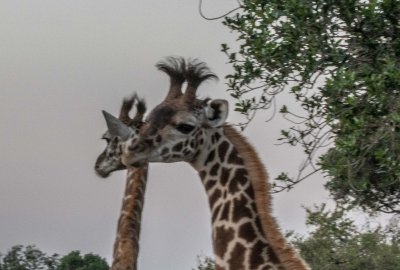 Giraffe 5795