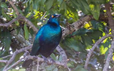 Greater Blue-eaed starling 5971