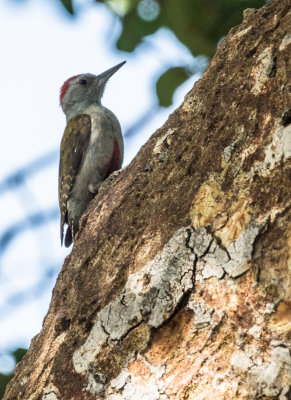 Grey woodpecker 6326