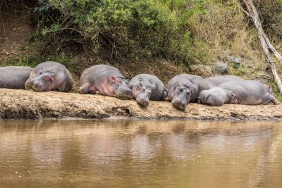 Hippo exercise 6674