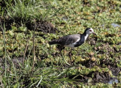 Longtoed plover 6193