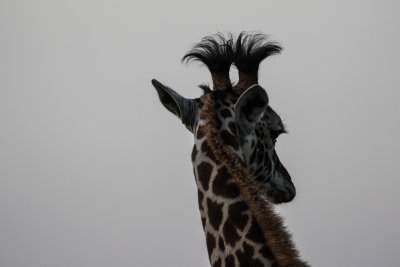 Giraffe punk 5798