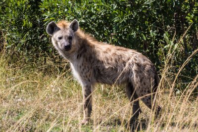 Spotted hyena 5976