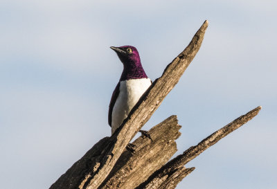 Violetbacked starling 5935