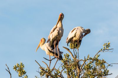 Yellowbilled Storks 6535