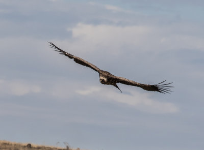 Whiteheade vulture 6756
