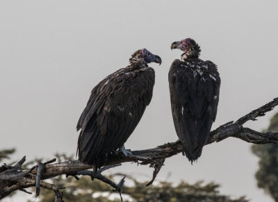 Whitebacked vulture 4532