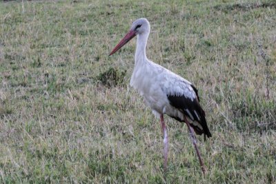 White Stork_1