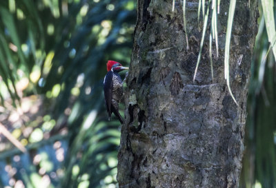 Pale-billed woodpecker 8319.jpg