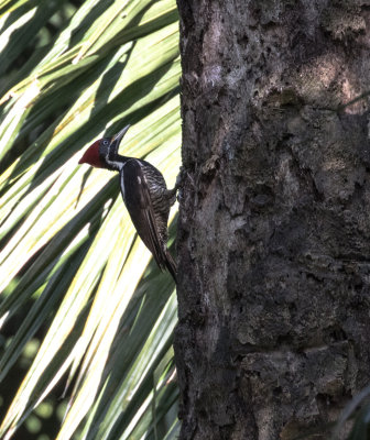 Pale-billed woodpecker 8333