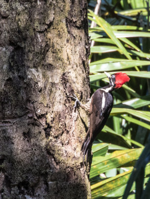 Pale-billed woodpecker 8351