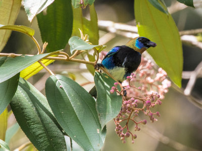 Golden-hooded Tanager 8237