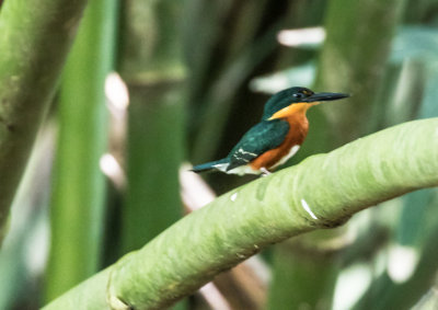 Pygmy kingfisher 8379