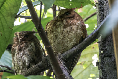 Guatemalan Screech-Owl 8189