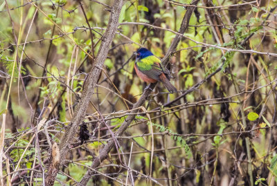 Painted Bunting 7588