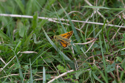 Small skipper_7125.jpg