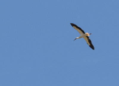 White stork 8832