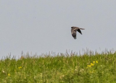 Marsh harrier 8880