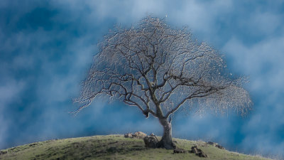 Ghostly Hill Tree