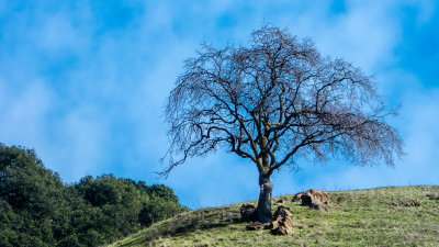 Hill Tree