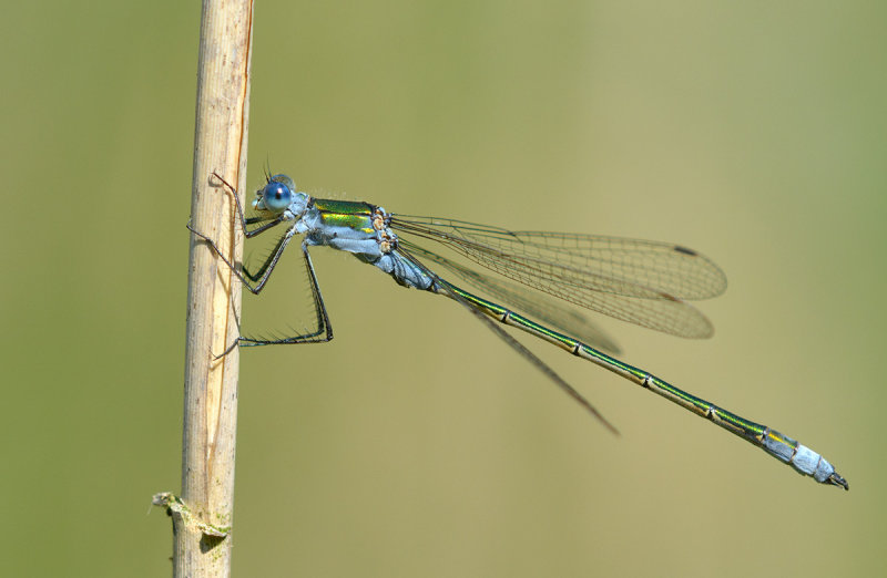 DSC_6667.jpg