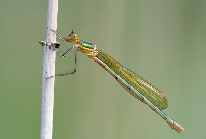 DSC_6814.jpg