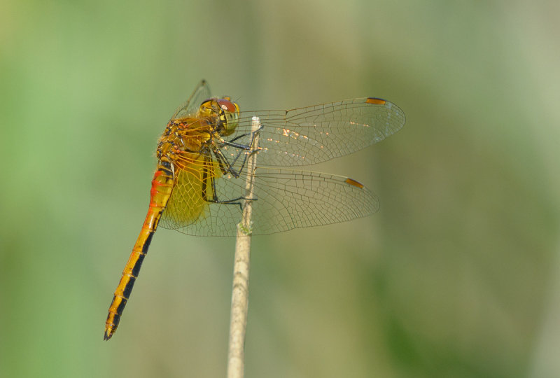 DSC_7221.jpg